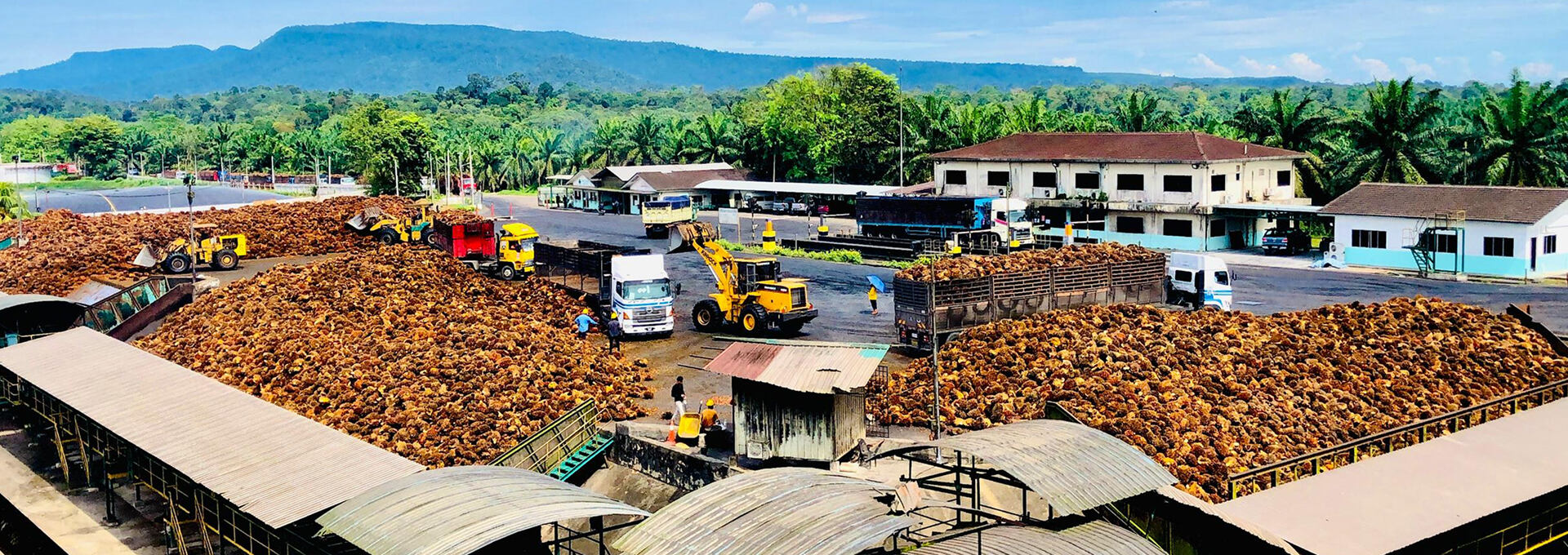 Kim Loong's 4Q Profit Dips On Lower FFB Production, Higher Costs